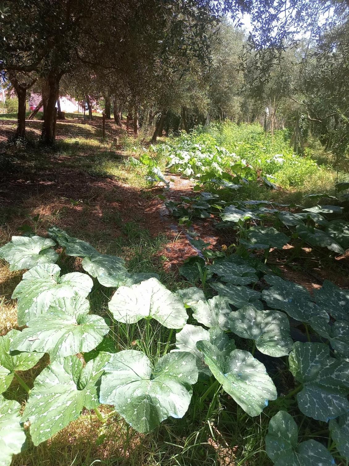 Ferienwohnung Az.Agricola Agriturismo La Locanda Di Lann Fucecchio Exterior foto